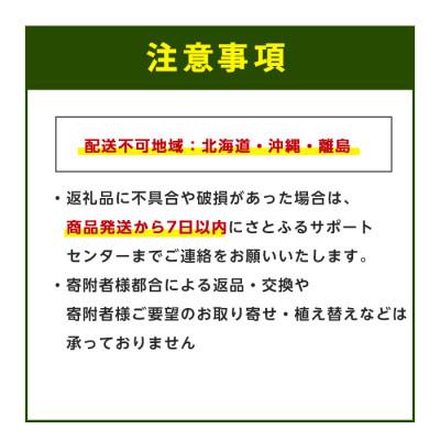 ふるさと納税 指宿市 【観葉植物】シルクジャスミン70cm〜90cm(IB086-005) |  | 03