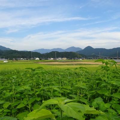 ふるさと納税 朝来市 【よふどの恵】エクストラバージン　エゴマオイル　2本セット |  | 03