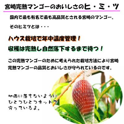 ふるさと納税 宮崎市 完熟!宮崎マンゴー【特秀、大玉4Lサイズ約600g】1玉化粧箱入り |  | 02