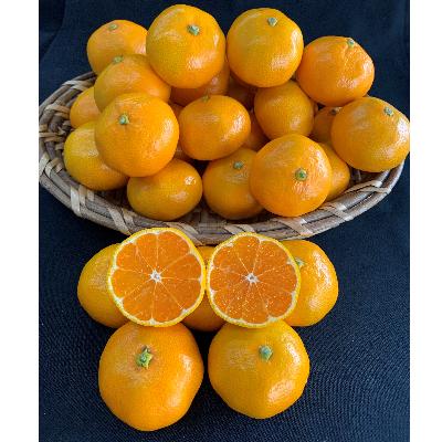 ふるさと納税 有田川町 [数量限定]有田みかん S、Мサイズ 5kg [マルシ農園]