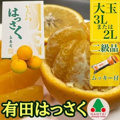 ふるさと納税 有田川町 [ムッキー付]傷あり手詰め有田はっさく大玉3Lまたは2L 和歌山県有田川町産