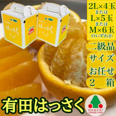 ふるさと納税 有田川町 手さげ箱×2箱 傷あり手詰め有田はっさく 和歌山県有田川町産