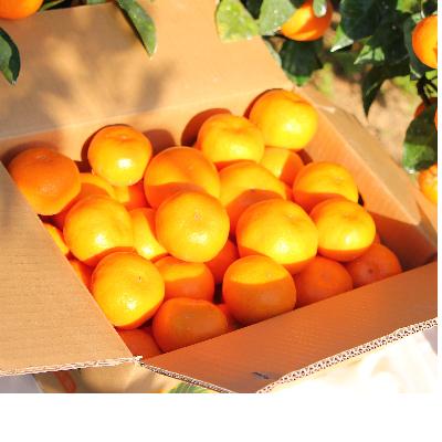 ふるさと納税 湯浅町 [11月下旬より発送]和歌山有田みかん 青秀 約3キロ(2S〜L)サイズおまかせ