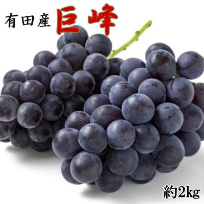 ふるさと納税 有田川町 [新鮮・産直]和歌山県有田巨峰村の朝採れ巨峰約2kg[有田川町][2026年度発送分]