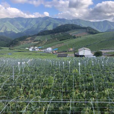 ふるさと納税 有田川町 [新鮮・産直]和歌山県有田巨峰村の朝採れ巨峰約2kg【先行予約　2027年度発送分】 |  | 02
