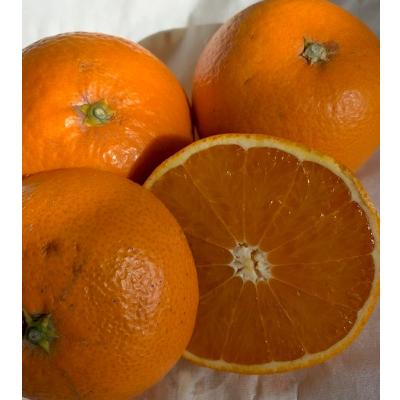 ふるさと納税 有田川町 [先行受付]キヨミオレンジ 赤秀品 5kg サイズ混合(М、L、2Lサイズ)