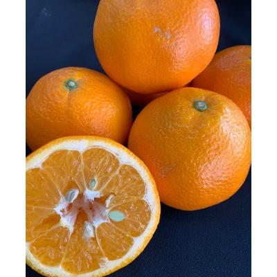 ふるさと納税 有田川町 いよかん 赤秀品3kg×2箱(L、2Lサイズ)