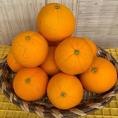 ふるさと納税 有田川町 ネーブルオレンジ 赤秀品 5kg(L、2Lサイズ)