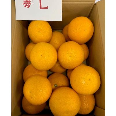ふるさと納税 有田川町 はっさく　Lサイズ　10kg |  | 02