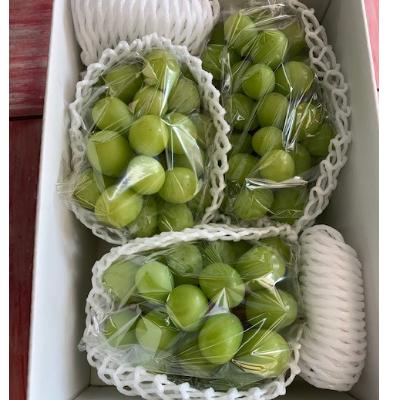 ふるさと納税 有田川町 シャインマスカット 約2kg(3〜5房)[マルシ農園]