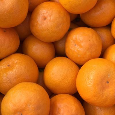 ふるさと納税 紀の川市 [和田果樹園]紀の川市産 温州みかん5kg 贈答用にもおすすめのS・M・Lサイズ
