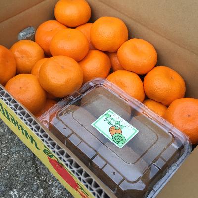 ふるさと納税 紀の川市 [和田果樹園]紀の川市産 温州みかん3kg+キウイフルーツ8個