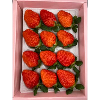 ふるさと納税 田原市 菜の花いちご 1箱(12粒入)