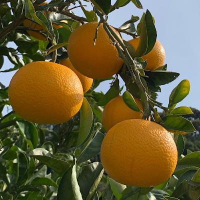 ふるさと納税 紀の川市 [2027年1月より順次発送]和歌山県産 八朔 10kg 秀品[まごころ手選別]