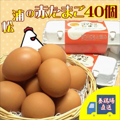 ふるさと納税 松浦市 養鶏場直送 松浦の赤たまご(40個)