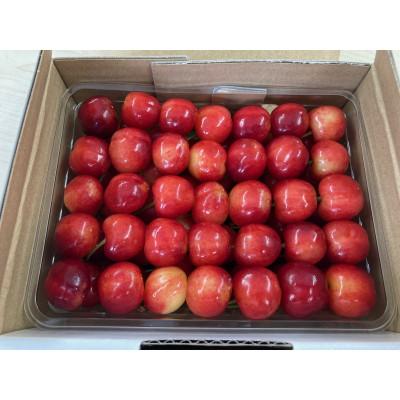 ふるさと納税 新庄市 [季節限定]新庄産さくらんぼ「高砂」500g箱(バラ詰め)