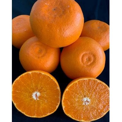 ふるさと納税 有田川町 [先行受付] 完熟 せとか 赤秀特選品 9〜15玉 化粧箱