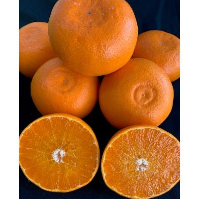 ふるさと納税 有田川町 [先行受付] 完熟 せとか 青秀品 9〜15玉 化粧箱