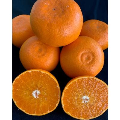 ふるさと納税 有田川町 [先行受付] せとか 家庭用 3kg М〜2Lサイズ 混合