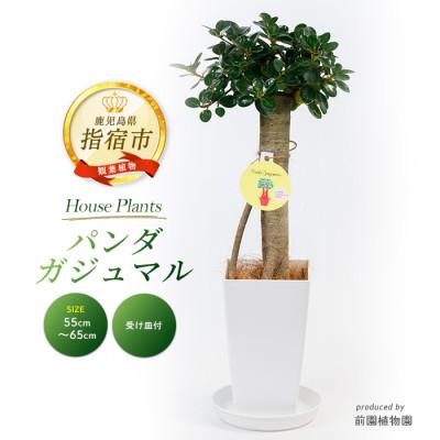 ふるさと納税 指宿市 [観葉植物]パンダガジュマル55cm〜65cm(035-1450)