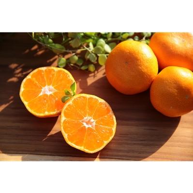 ふるさと納税 有田川町 主井農園の高級松兵衛みかん 5kg