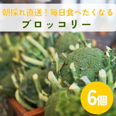 ふるさと納税 江別市 ブロッコリーの産地! 北海道江別より ブロッコリー6個|Ambitious Farm