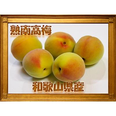 ふるさと納税 和歌山市 2026/6月より発送[梅干し・梅酒用]紀州和歌山の熟南高生梅4Lor3L-2kg