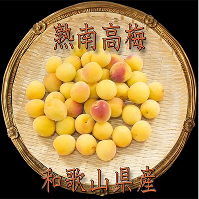 ふるさと納税 和歌山市 2026/6月より発送[梅干し・梅酒用]紀州和歌山の熟南高生梅2LorL-2kg