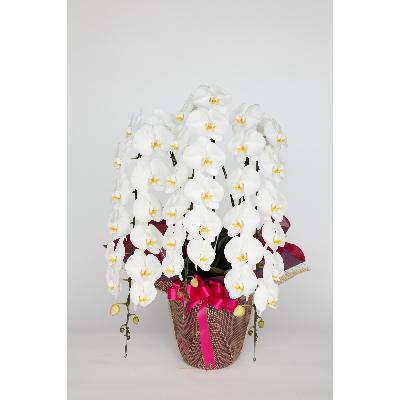 ふるさと納税 三芳町 [胡蝶蘭]豪華な大輪系・45輪付き