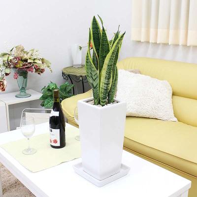 ふるさと納税 筑前町 [2026年3月中旬以降発送]サンスベリア ホワイト陶器鉢 6号 ストレート 高さ:約55〜70cm