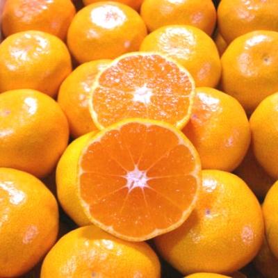 ふるさと納税 印南町 こだわり味自慢 温州みかん 5kg 濃厚な味のとろける美味しさ