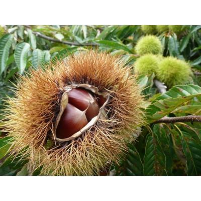 ふるさと納税 五泉市 <10月中旬発送>越後村松の栗2kg |  | 01