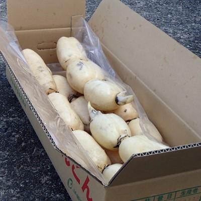 ふるさと納税 五泉市 ＜11月上旬発送＞新潟県五泉市産蓮根「五泉美人」4kg |  | 01