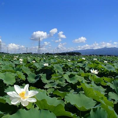 ふるさと納税 五泉市 ＜12月上旬発送＞新潟県五泉市産蓮根「五泉美人」4kg |  | 03