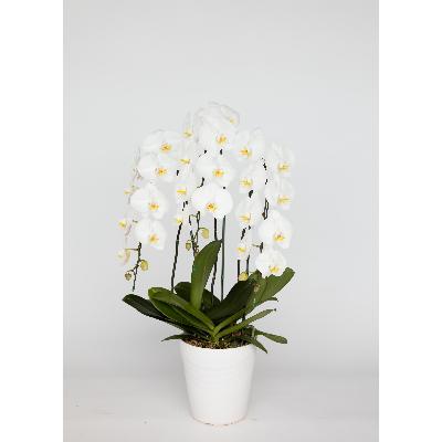 ふるさと納税 三芳町 大輪系胡蝶蘭[白]3本立ち 30輪付き