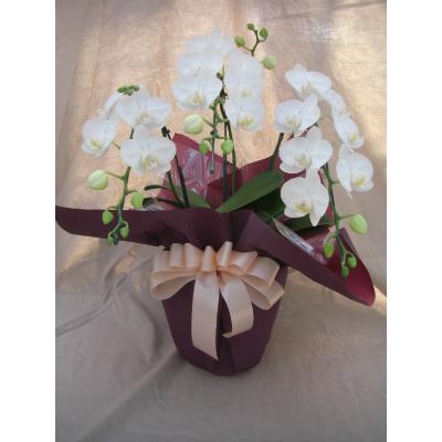 ふるさと納税 三芳町 ミディ系胡蝶蘭3本立ち(色はお任せ)