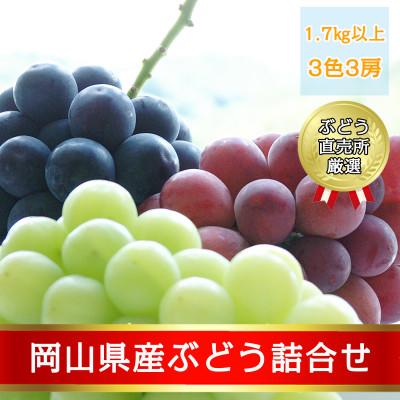 ふるさと納税 井原市 岡山県産ぶどう詰合せ1.7kg以上(3色3房)[2026年9月上旬以降発送]
