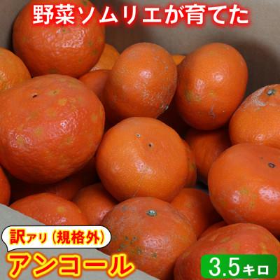 ふるさと納税 杵築市 [訳あり・規格外品]野菜ソムリエが育てた九州・大分県杵築産「アンコール」3.5kg(10〜30玉)