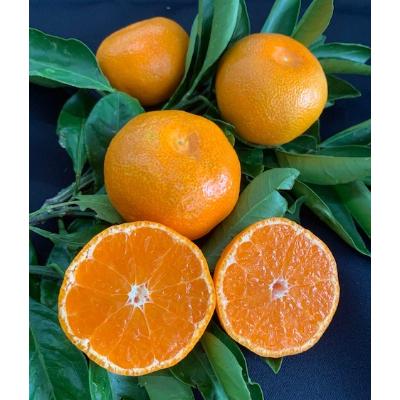 ふるさと納税 湯浅町 【11月上旬より順次発送】【数量限定】有田みかん 3kg 2S〜L サイズ混合 お試し |  | 01