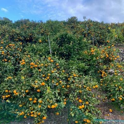 ふるさと納税 湯浅町 【11月上旬より順次発送】【数量限定】有田みかん 3kg 2S〜L サイズ混合 お試し |  | 02