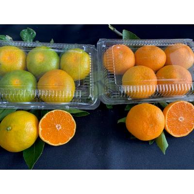 ふるさと納税 有田川町 ハウスみかん 食べ比べセット 4パック