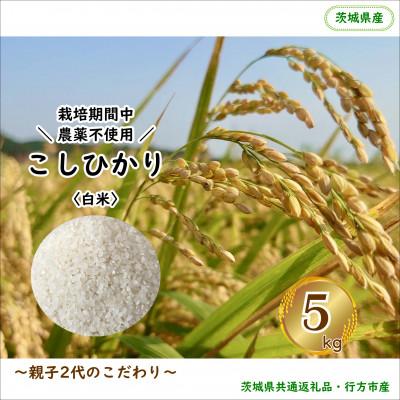 ふるさと納税 行方市 令和8年産新米[栽培期間農薬不使用]こしひかり白米5kg