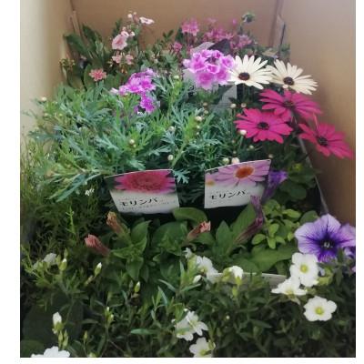 ふるさと納税 上郡町 季節のお花お任せ24苗セット |  | 02