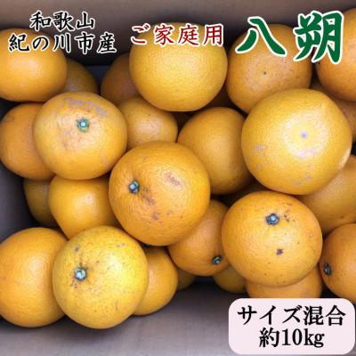 ふるさと納税 紀の川市 [訳あり・ご家庭用]和歌山紀の川の八朔約10kg(サイズ混合)