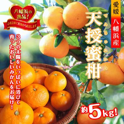 ふるさと納税 八幡浜市 適度な潮風をうけ、太陽光、石垣、海の反射光を浴びて育った「天授蜜柑」約5kg[C39-45]