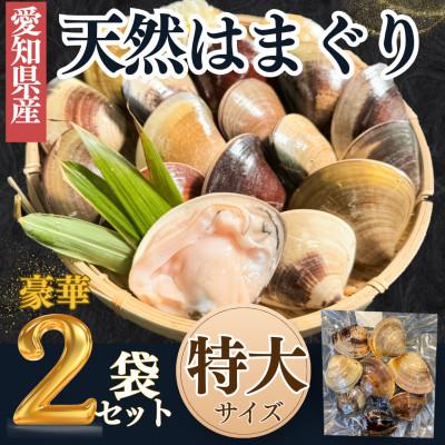 ふるさと納税 南知多町 純国産 [貝専門店] 天然 はまぐり 特大サイズ 500g×2袋 岬だより