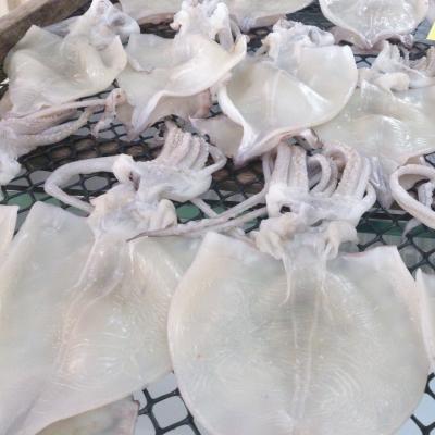 ふるさと納税 北茨城市 北茨城市大津港産 真いか一夜干し 2枚入り×3パック