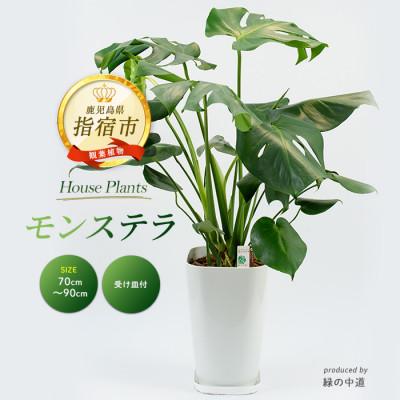 ふるさと納税 指宿市 [観葉植物]モンステラ70cm〜90cm(IB067-001)