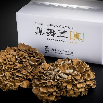 ふるさと納税 南魚沼市 大平きのこ研究所の大黒舞茸「真」1kg