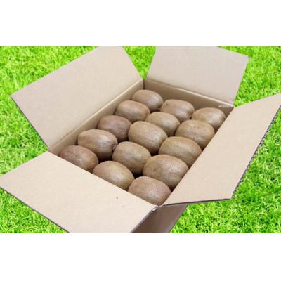 ふるさと納税 那智勝浦町 和歌山産　キウイフルーツ　約1.2kg　秀品_2